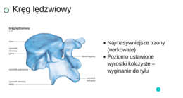Układ ruchu KLASA 3 ROZSZERZENIE BIOLOGIA