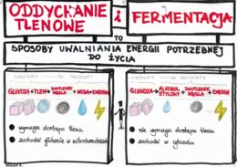 Klasa 5 - Oddychanie tlenowe i fermentacja - kolor
