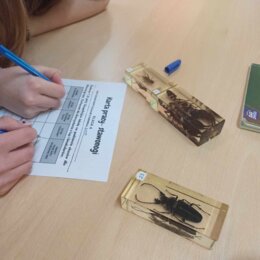 Karta pracy - stawonogi