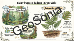 Paprotniki klasa 5 biologia sketchnotka