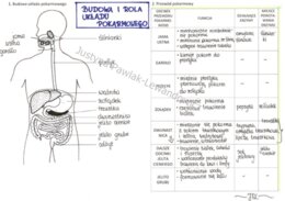 Budowa i rola układu pokarmowego (sketchnotka)