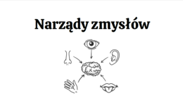 Narządy zmysłów 3 KLASA ROZSZERZENIE BIOLOGIA