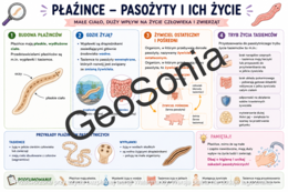 Płazińce  biologia klasa 6 sketchnotka