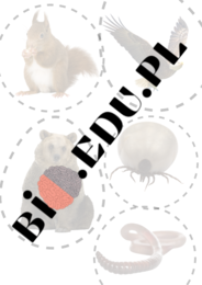 Temat: Cudzożywność - Klasa 5