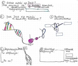Replikacja DNA, Kariotyp - Karta pracy