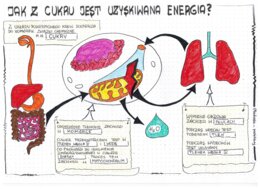 Jak z cukru powstaje energia - klasa 5