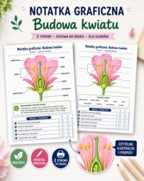 Notatka graficzna. Budowa kwiatu