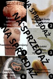 Klasyfikacja, rozróżnianie zwierząt na podstawie zdjęć pierścienice, nicienie, płazińce