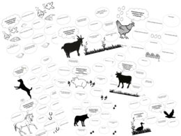 Zwięrzęce związki frazeologiczne i przysłowia: karty pracy