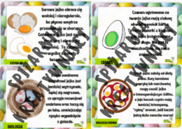 JajkoFakty – materiał na gazetkę ścienną w tematyce Wielkanocy 🐣🥚