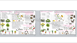 Sketchnotka i karta pracy „Rośliny i zwierzęta wokół nas” - w pdf. Przyroda klasa 4, dział III „Poznajemy świat organizmów”