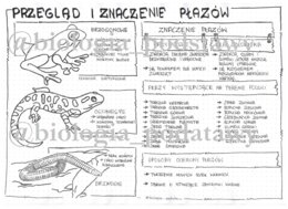 Klasa 6 - Płazy przegląd i znaczenie - sketchnotka