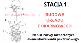 Układ pokarmowy