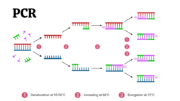 biotechnologia molekularna KLASA 4 ROZSZERZENIE BIOLOGIA