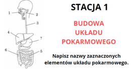 Układ pokarmowy