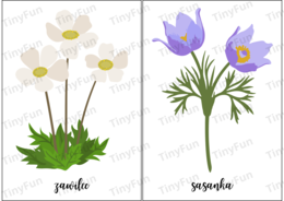 Wiosenne kwiaty i rośliny – gra memory, karty edukacyjne i terenowa zabawa przyrodnicza