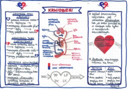 Układ krwionośny - krwiobiegi - kolor - klasa 7