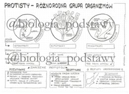 Klasa 5 - Protisty - sketchnotka