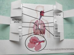 Układ oddechowy - okienkowa notatka