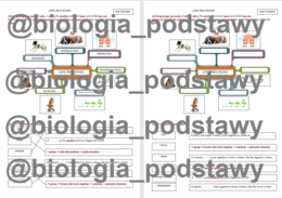 Klasa 4 - Organizmy mają wspólne cechy - notatka w języku angielskim