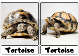 Flashcards - Animals - Pets