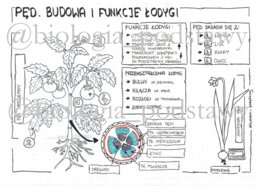 Klasa 5 - pęd. Budowa i funkcje łodygi - sketchnotka do pokolorowania