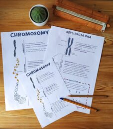Chromosomy - sketchnotka - wklejka | Biologia | klasa 8