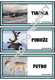 Zima - Wszystko o reniferach