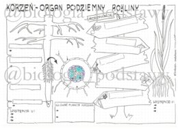 Klasa 5 - Korzeń - KP