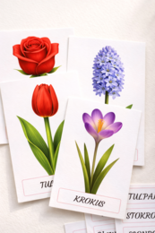 Moje pierwsze kwiaty – karty obrazkowe dla 2–4-latków