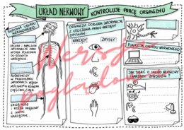 Układ nerwowy kontroluje pracę organizmu - przyroda kl. 4