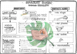 Aparat ruchu (część czynna i bierna - funkcje) - szarość