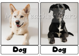 Flashcards - Animals - Pets