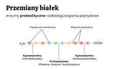 Układ pokarmowy 3 KLASA ROZSZERZONA BIOLOGIA