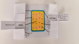 Komórka bakteryjna / Bacterial cell - okienkowa notatka po angielsku