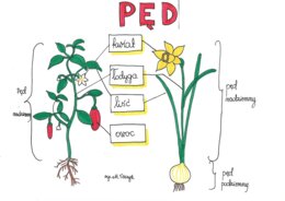 Klasa 5. Biologia. Pęd