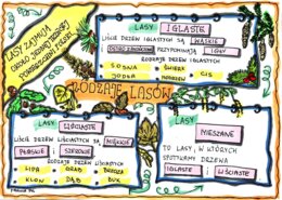 Rodzaje lasów. Kolorowa sketchnotka. Klasa 4