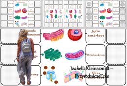 Notatka okienkowa/stacja zadaniowe/notatka interaktywna/notatka graficzna/karta pracy/sketchnotka „Funkcje organelli komórkowych komórki zwierzęcej”, „Komórka zwierzęca” w pdf. Biologia 5. Dział „Budowa i czynności życiowe organizmów”. Materiał wykonany 