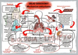 Biologia. Układ oddechowy, mechanizm oddychania. Notatka wizualna
