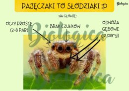 Pajęczaki to słodziaki :)