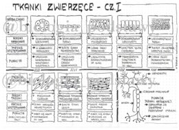 Klasa 6 - Tkanki: nabłonkowa, mięśniowa, nerwowa - sketchnotka