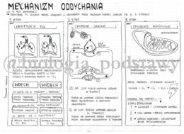 Klasa 7 - Mechanizm oddychania - sketchnotka
