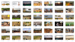 Krajobrazy trawiaste sawanny i stepów – prezentacja multimedialna w genial.li do edycji do geografii w klasie 5