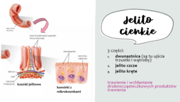 Układ pokarmowy KLASA 2 PODSTAWA BIOLOGIA