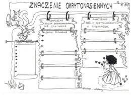 Okrytonasienne - klasa 5 - karta pracy cz.3