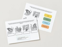 Cykl życia wybranych zwierząt (motyla, żaby, pszczoły)