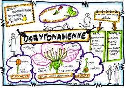 Klasa 5. Biologia. Okrytonasienne (karta pracy kolorowa)