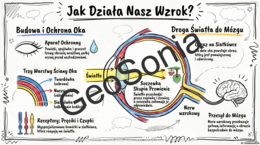 Budowa i działanie narządu wzroku - oko