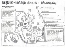 Ucho - klasa 7 - sketchnotka