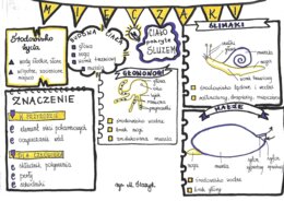 Klasa 6. Biologia. Mięczaki